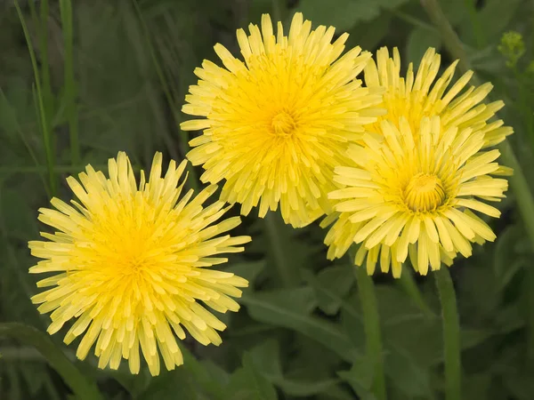 黄色蒲公英的特写镜头盛开 在野外充满活力的夏天花 — 图库照片