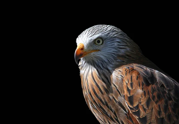 Red Kite Marsh Hawk Milvus Milvus Portrait — Stock Photo, Image