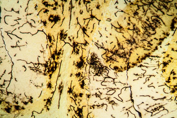 Macska Cerebelláris Szövet Alatt Mikroszkóp 100X — Stock Fotó