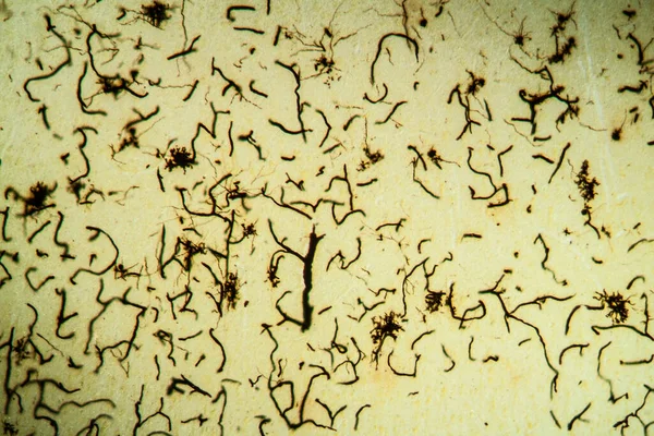 Tecido Cerebelar Gato Sob Microscópio 100X — Fotografia de Stock