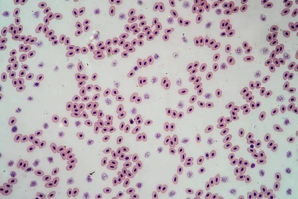 Клетки Крови Лягушки Ядрами Клеток 200X — стоковое фото
