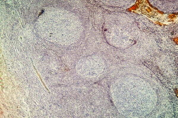 Μακροσκοπική Λήψη Μικροσκοπικό Υπόβαθρο Επιφάνειας Κυττάρων — Φωτογραφία Αρχείου