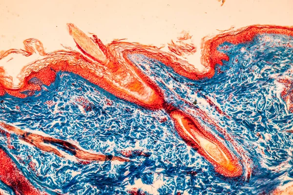 Cuoio Capelluto Tessuto Longitudinale Microscopio 100X — Foto Stock