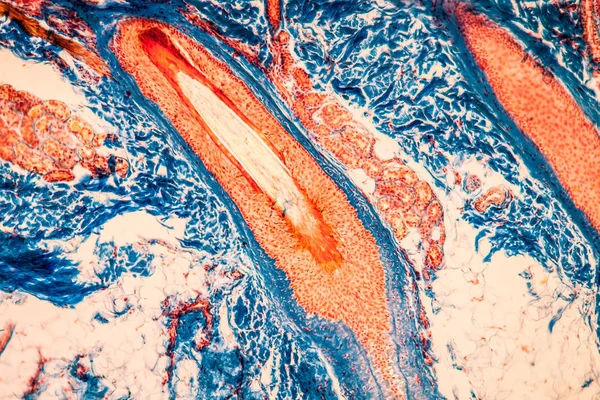 Продольная Ткань Волос Головы Микроскопом 100X — стоковое фото