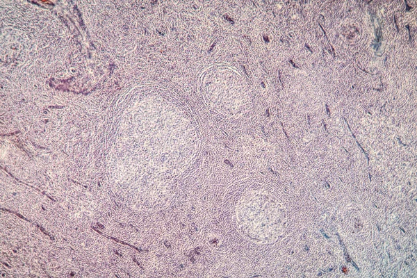 Macro Shot Microscopic Cells Surface Background — Stock Photo, Image