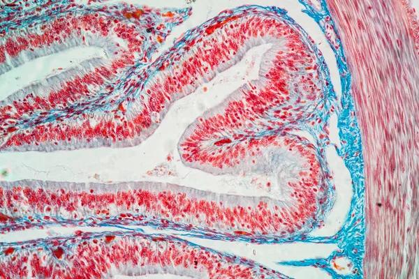 Żaba Jelitowa Cienka Krzyżowa Pod Mikroskopem 200X — Zdjęcie stockowe