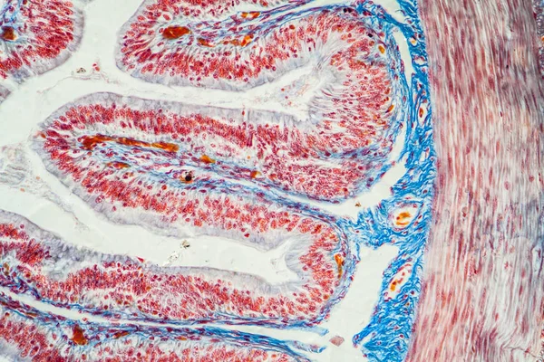 Tenké Střevo Žabí Křížová Tkáň Pod Mikroskopem 200X — Stock fotografie