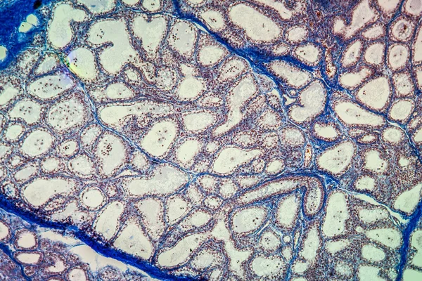 Tissu Glande Mammaire Bétail Sous Microscope 100X — Photo