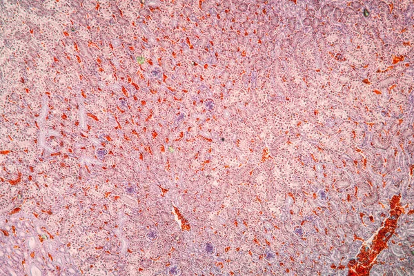 Nieren Hühnergewebe Unter Dem Mikroskop 100X — Stockfoto