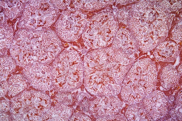 Tecido Testicular Salamandra Sob Microscópio 100X — Fotografia de Stock