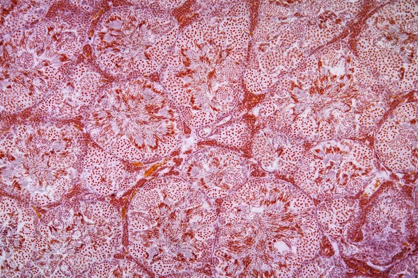 Tissu Testiculaire Salamandre Sous Microscope 100X — Photo