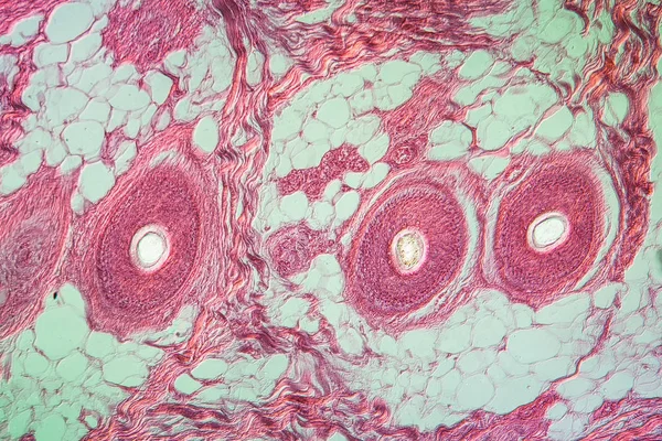 Makro Strzał Mikroskopijne Tło Powierzchni Komórek — Zdjęcie stockowe