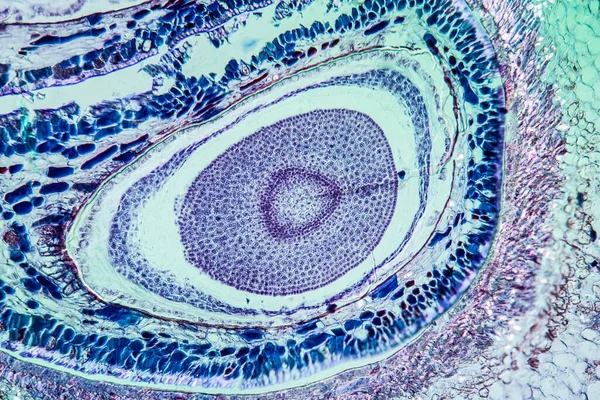 Μήλο Ovule Κάτω Από Μικροσκόπιο — Φωτογραφία Αρχείου
