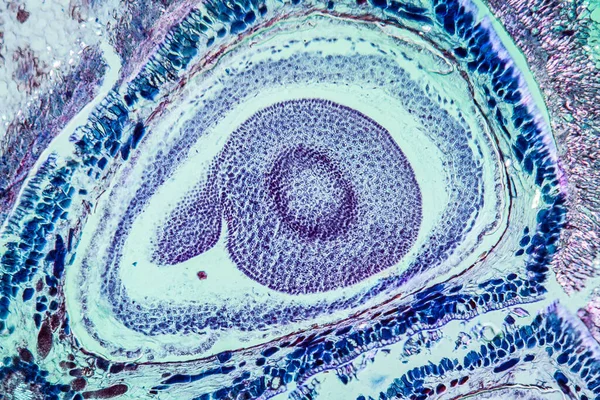 Óvulo Maçã Microscópio — Fotografia de Stock