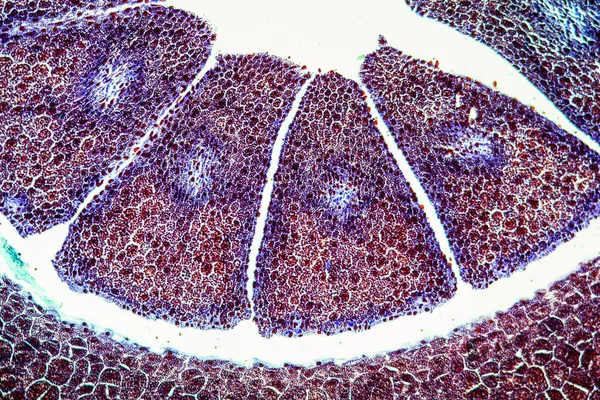 Çam Embriyosu Endosperm Ile 100X — Stok fotoğraf