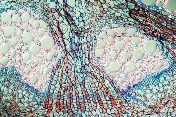 Makro Strzał Mikroskopijne Tło Powierzchni Komórek — Zdjęcie stockowe