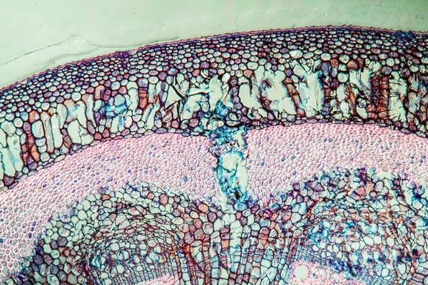 Macro Shot Microscopische Cellen Oppervlakte Achtergrond — Stockfoto