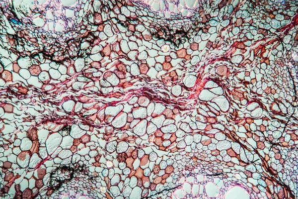 Макросерія Поверхневий Фон Мікроскопічних Клітин — стокове фото
