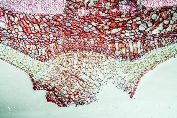 Makrofelvétel Mikroszkopikus Sejtfelszíni Háttér — Stock Fotó