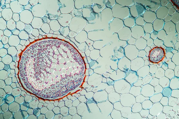 Рослина Папороті Під Мікроскопом Стріляти 100Х — стокове фото