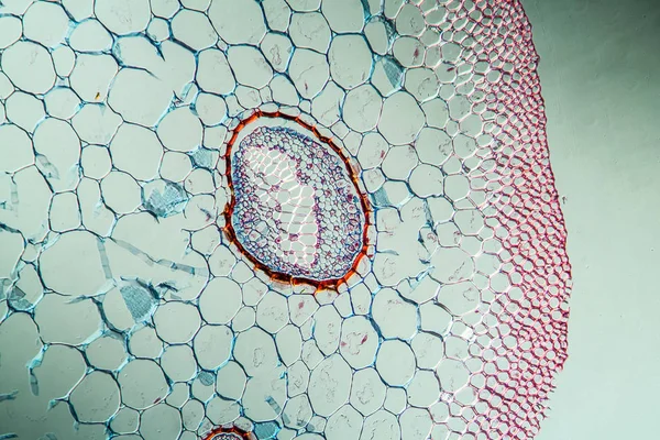 显微镜下的蕨类植物 在100X处拍摄 — 图库照片