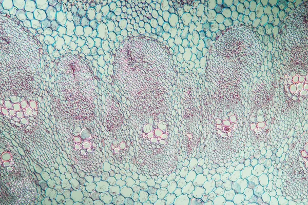 Μακροσκοπική Λήψη Μικροσκοπικό Υπόβαθρο Επιφάνειας Κυττάρων — Φωτογραφία Αρχείου