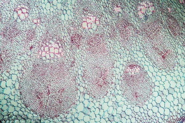 Makroaufnahme Hintergrund Der Oberfläche Mikroskopischer Zellen — Stockfoto