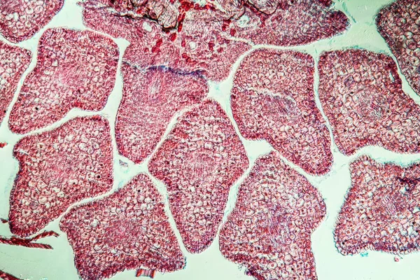 Макроснимок Поверхностный Фон Микроскопических Клеток — стоковое фото
