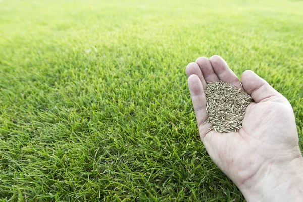 Grass Seeds Hand — Stock Photo, Image