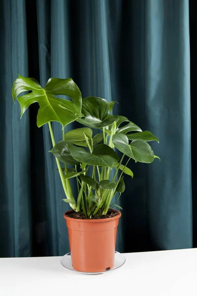 緑のカーテンの背景に鉢植えの緑のモンスターデリシオサ植物 グラデーションの色 最小限の色の静物の写真 — ストック写真