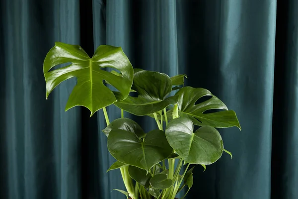 Una Planta Monstera Deliciosa Verde Maceta Sobre Fondo Cortina Verde — Foto de Stock