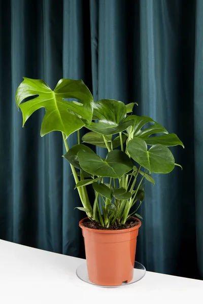 Uma Planta Deliciosa Monstera Verde Vaso Sobre Fundo Cortina Verde — Fotografia de Stock