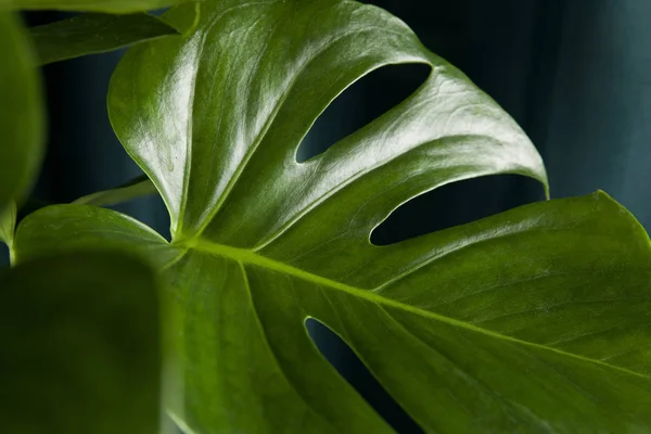 緑のカーテンの背景に鉢植えの緑のモンスターデリシオサ植物 グラデーションの色 最小限の色の静物の写真 — ストック写真