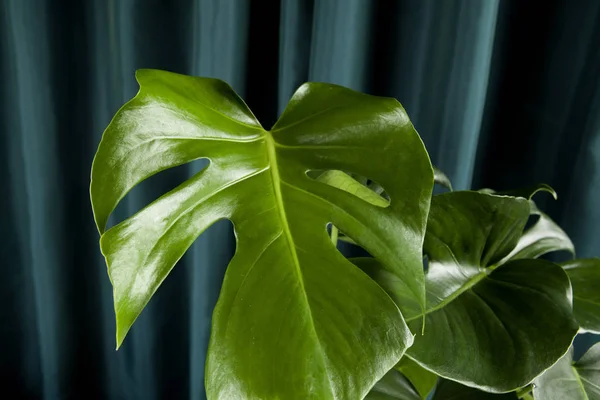 緑のカーテンの背景に鉢植えの緑のモンスターデリシオサ植物 グラデーションの色 最小限の色の静物の写真 — ストック写真