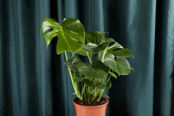 Uma Planta Deliciosa Monstera Verde Vaso Sobre Fundo Cortina Verde — Fotografia de Stock