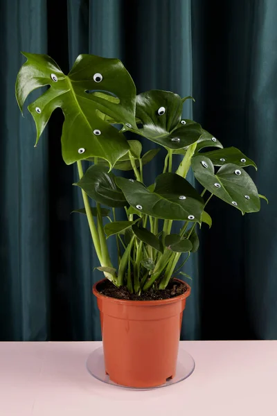 Peculiar Aberração Monstera Deliciosa Planta Com Numerosos Olhos Fundo Cortina — Fotografia de Stock