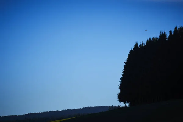 Borda Uma Floresta Como Silhueta Com Céu Pássaro Azul Sem — Fotografia de Stock