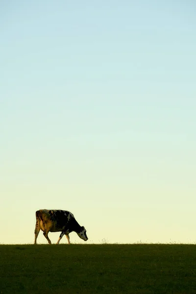 Vaca Pasto Que Apascenta Frente Céu Luz Tarde — Fotografia de Stock