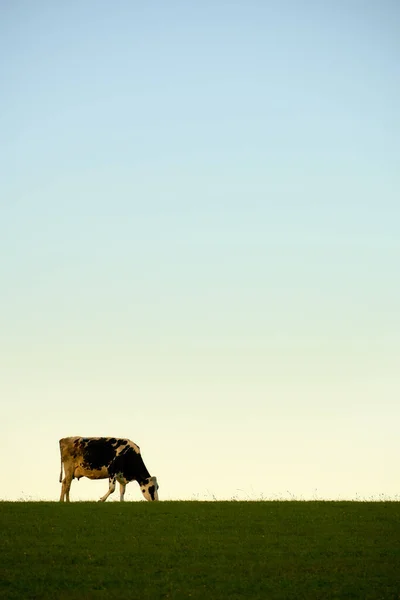 Корова Пасовищі Випасає Перед Небом Вечірньому Світлі — стокове фото