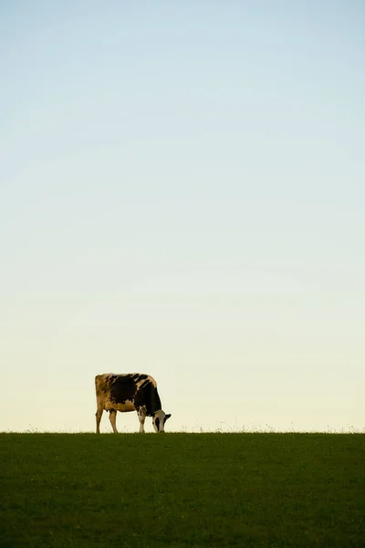 Vaca Pasto Pastando Frente Del Cielo Luz Tarde —  Fotos de Stock