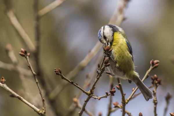 View Beautiful Bird Nature — Stock Photo, Image