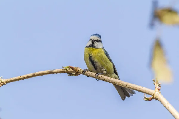 Aussichtsreiche Aussicht Auf Schöne Vögel Der Natur — Stockfoto