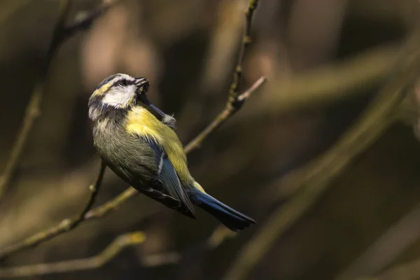 Schilderachtig Uitzicht Prachtige Vogel Natuur — Stockfoto