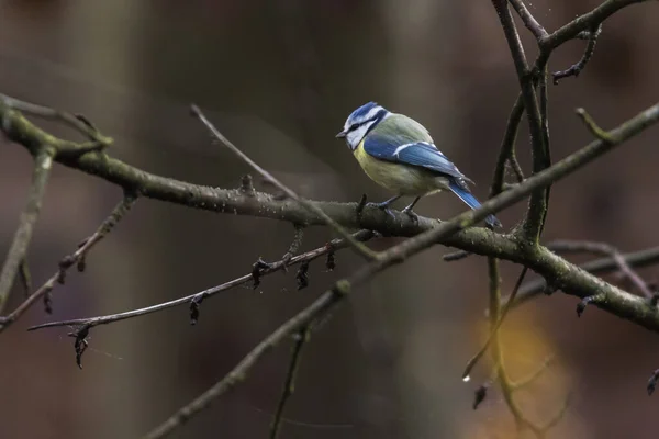 Vista Hermoso Pájaro Naturaleza — Foto de Stock