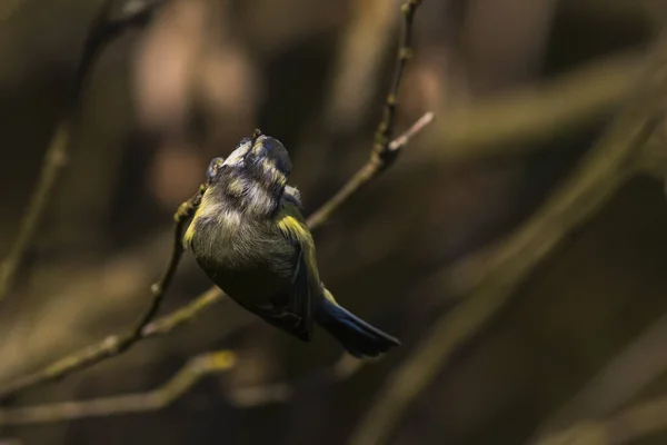 Vue Panoramique Bel Oiseau Nature — Photo