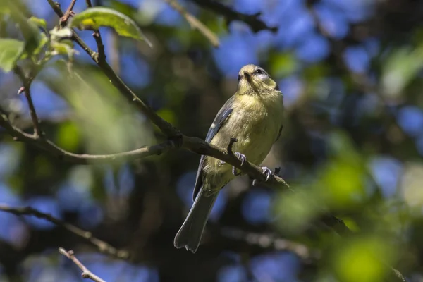 Vacker Utsikt Över Vacker Fågel Naturen — Stockfoto