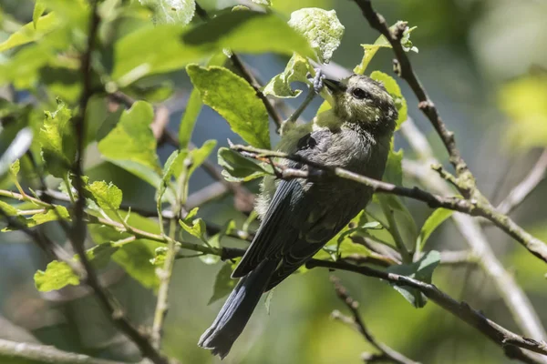 Vacker Utsikt Över Vacker Fågel Naturen — Stockfoto