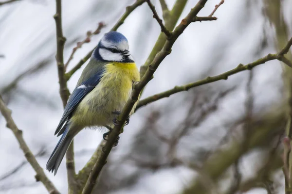 Schilderachtig Uitzicht Prachtige Vogel Natuur — Stockfoto