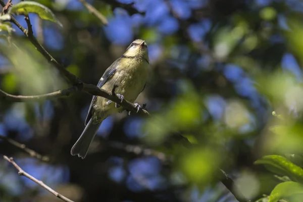 Malebný Záběr Ptáka Venkovní Scéně — Stock fotografie