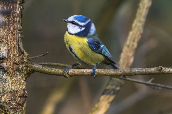 Blick Auf Schöne Vögel Der Natur — Stockfoto